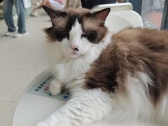 -怪兽屋·羊驼·猫咖·狗咖(俊华广场店)