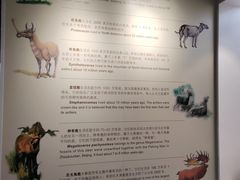 -北京麋鹿生态实验中心