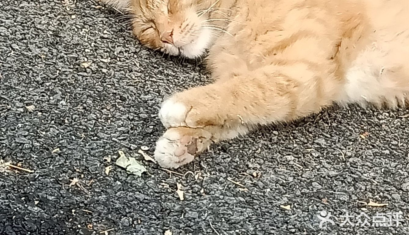 真的是一只小馋猫，外加小懒猫 每次下楼看到都很治愈