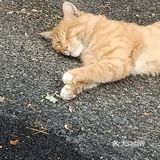 真的是一只小馋猫，外加小懒猫 每次下楼看到都很治愈