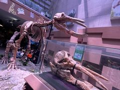 -陕西自然博物馆