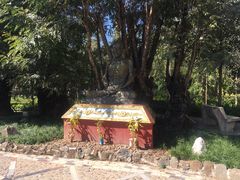 -瑞丽独树成林风景区