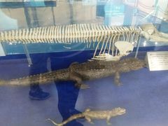 -上海海洋大学鱼文化博物馆(军工路校区)