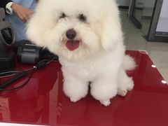 -创凡宠物医院·骨专科  猫科中心(西乡分院)