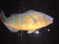 iphone_upload_pic-蓝湾碧波·老字号·疍家非遗海上餐厅