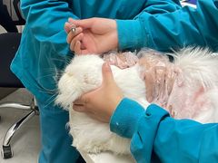 -中农国际动物医院24小时·猫科·骨科·急重症中心