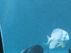 -太平洋海底世界