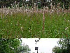 -翠湖国家城市湿地公园