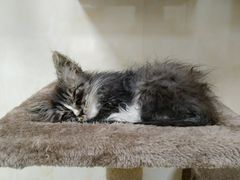 -康乐宝动物医院