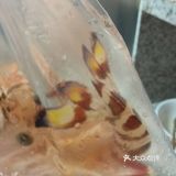 保持海鲜的鲜甜咸味 就吃蒸美味