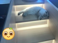 -喵园·猫主题咖啡厅·撸猫·猫咖(国贸店)