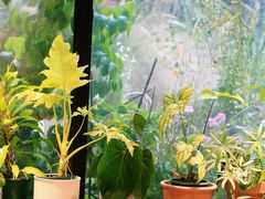 -自由生长植物工作室(深港花卉中心店)