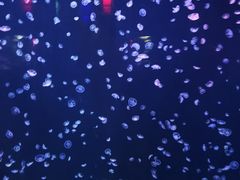 -太平洋海底世界