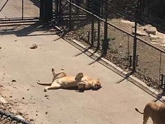 -大连森林动物园