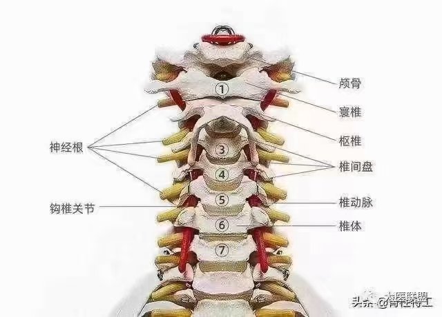 颈椎一共七节 \\n颈①60引起头晕60投