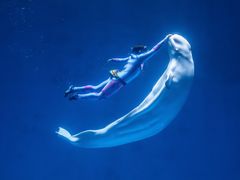 -芜湖新华联大白鲸海洋公园