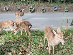 -西双版纳原始森林公园