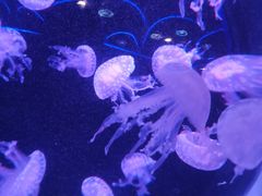 -海合安成都极地海洋公园