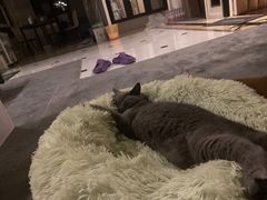 -翊宠yipet猫狗购宠庄园犬舍•猫舍