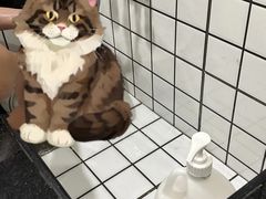 -钦宠·猫咪售卖·洗护·寄养(东圃旗舰店)