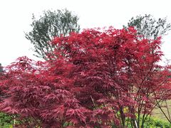 -铁山坪森林公园