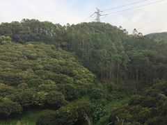 -大屏嶂森林公园