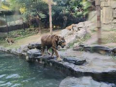 -深圳野生动物园