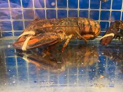-雲野铁板烧·海鲜·日料·自助餐(金街店)