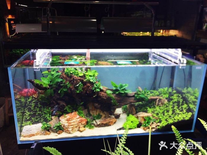 u型魚缸造景(u型魚缸diy)