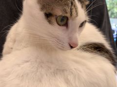 -瑞派康怡24h宠物医院·犬猫医疗中心·微创绝育(瑞景分院)