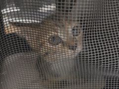 -宠颐生猫科·内科皮肤科(西平世纪城店)