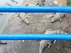 -广州长隆飞鸟乐园