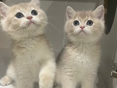 -东方名猫馆·英短金渐层布偶猫舍(环线广场1号楼店)