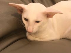 -飞行喵MR PILOT|猫舍·猫咖(静安大融城店)