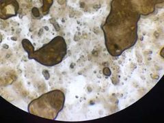 -荔康动物医院(康王北路店)