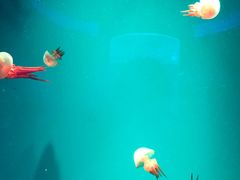 -芜湖新华联大白鲸海洋公园