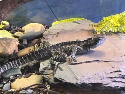 -Zoolung Zoolung动物主题公园(海信广场店)