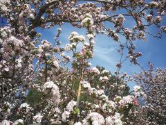 -海棠花溪(元大都城垣遗址公园)