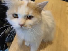 -平行世界·猫咖(首经贸店)