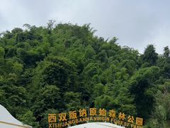 -西双版纳原始森林公园