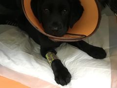 -仁华宠物医院(青羊店)