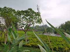 -天府芙蓉园