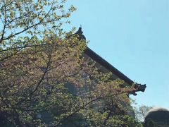 -武汉大学-樱园