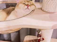 -东方名猫馆·英短金渐层布偶猫舍(环线广场1号楼店)