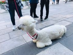 -大连福佳爱琴海购物公园(西安路店)
