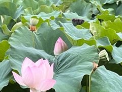 -四川大学(华西校区)