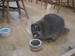 -藦茜花园宠物主题亲子互动体验馆(国顺东路店)