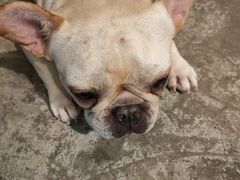 -more than meow吴止猫主题餐厅(承德 中船汇店)