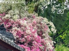 -深圳国际园林花卉博览园