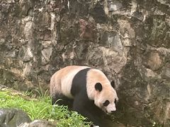 -都江堰中华大熊猫苑